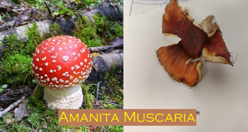 Amanita Muscaria